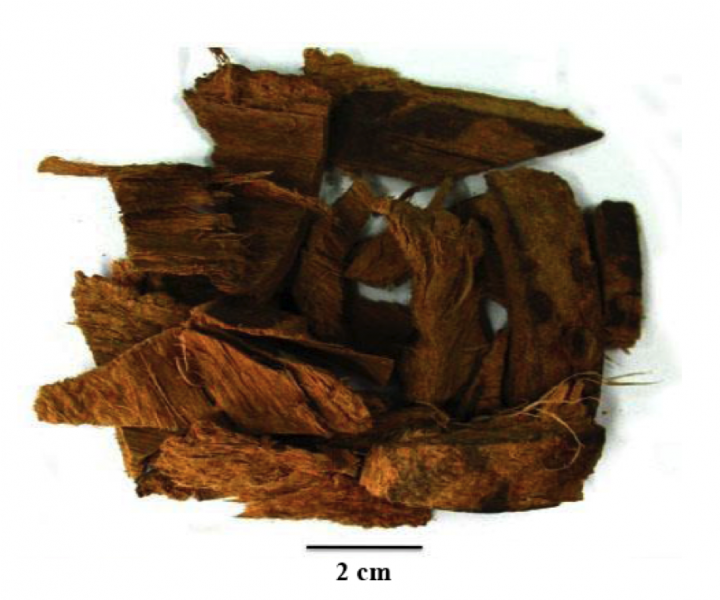 ไฟล์:Stem bark.png